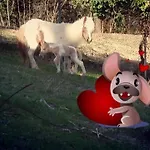 Il Piancardato Bauernhof *