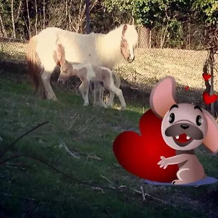 Il Piancardato Alloggio per agriturismo *